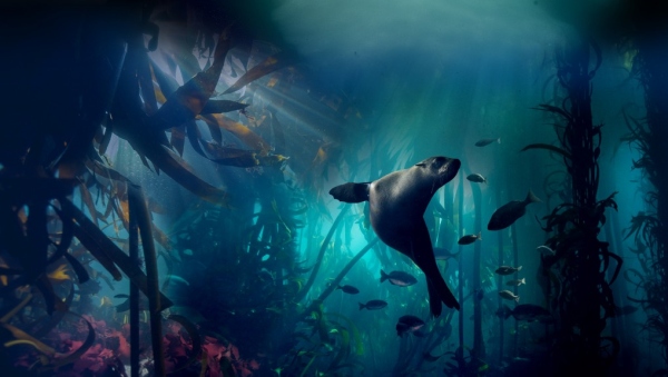 detail Zázračná planeta II & Modrá planeta II Boxset - UHD Blu-ray + Blu-ray (bez CZ)