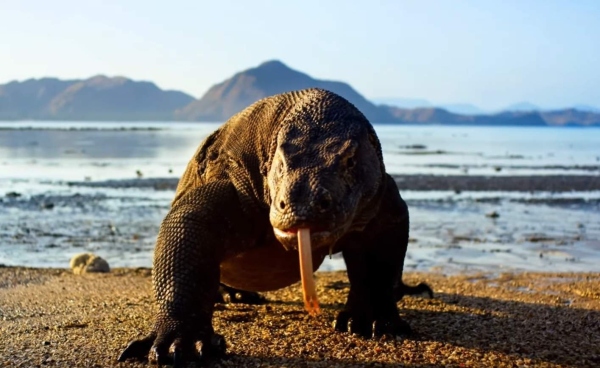 detail Zázračná planeta II & Modrá planeta II Boxset - UHD Blu-ray + Blu-ray (bez CZ)