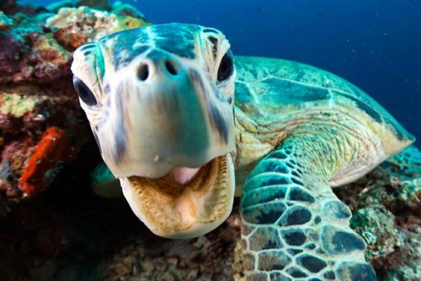 detail Zázračná planeta II & Modrá planeta II Boxset - UHD Blu-ray + Blu-ray (bez CZ)