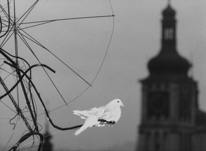 detail Holubica - Blu-ray + DVD