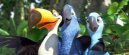 nahlad Rio - Blu-ray 3D+2D (2BD)