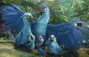 nahlad RIO 2 - DVD